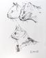 Pablo Picasso, Trois ttes de chats, litografia d'aprs, numerata a matita (ed. 800 es.), edita da S.P.A.D.E.M., Parigi 1971, firmata in lastra e timbrata sul retro, cm 33x42
